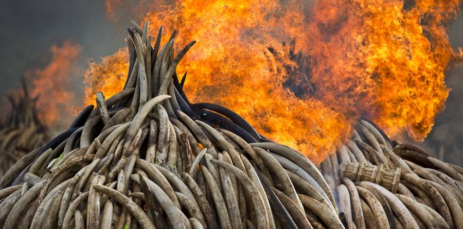 Kenya Burns $150 Million Worth of Ivory to Protest Illegal Elephant Poaching 