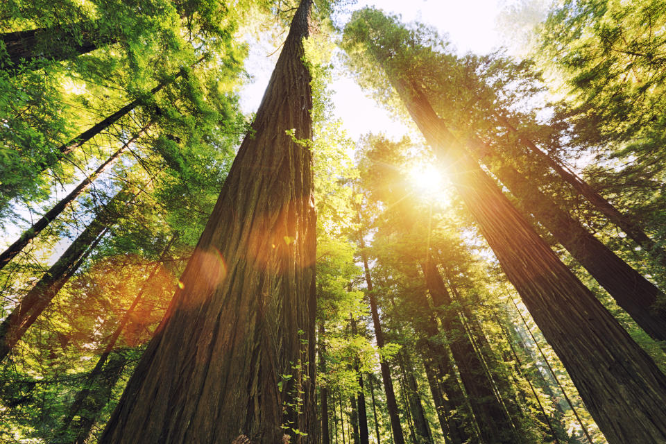 Der höchste Baum der Welt befindet sich im Redwood National Park im US-Bundesstaat Kalifornien (Symbolbild: Getty Images)