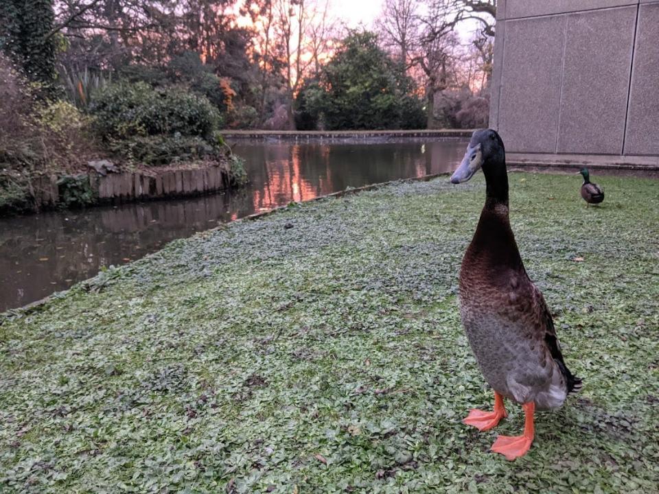 Long Boi the long duck has made a splash on Twitter and amassed more than 20,000 Instagram followers amazed by his longness. He lives on the campus of University of York in England but waddled onto Twitter and Reddit this week.