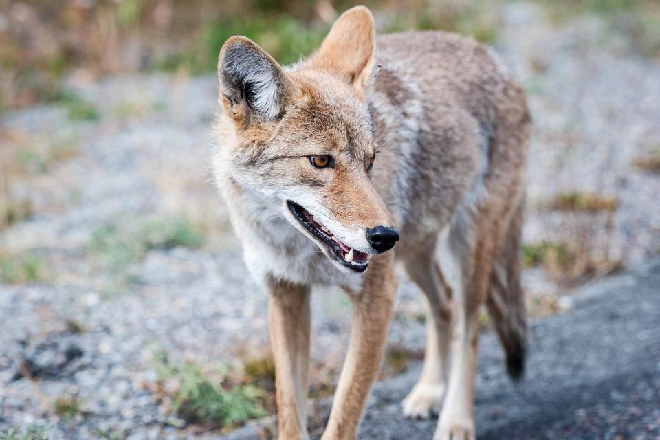 Getty Coyote in Yellowstone National Park