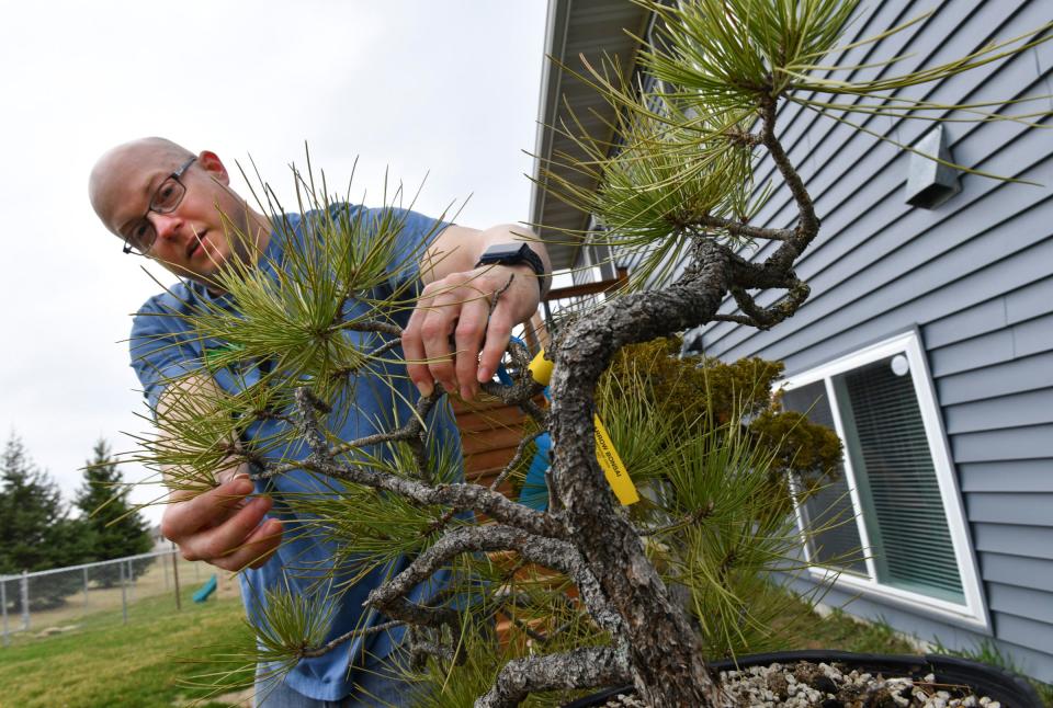 Sumo Bonsai Supply owner Jeramiah Pearce talks about one of the bonsai trees growing near his home Friday, April 29, 2022, in Sartell.
