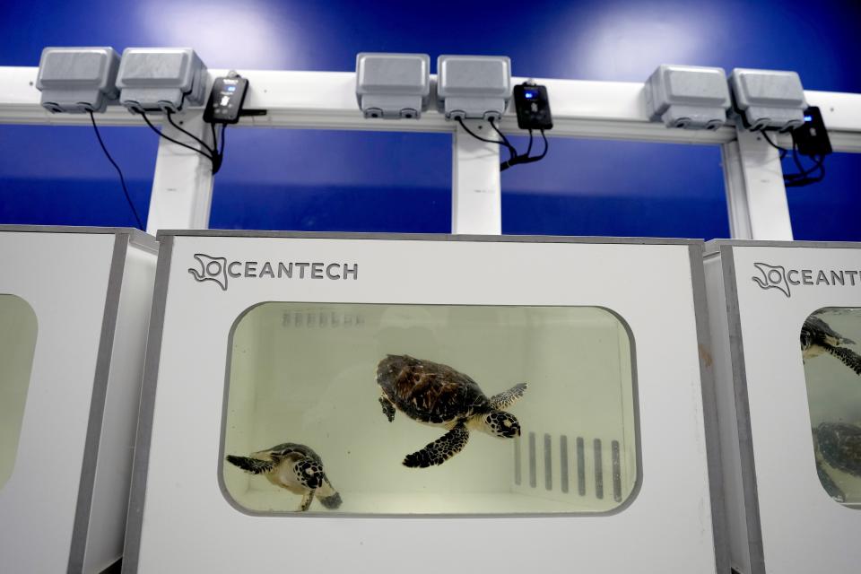 Sea turtles swim at a tank inside the Marine Rehabilitation center of the Abu Dhabi National Aquarium in Abu Dhabi, United Arab Emirates, Tuesday, June 13, 2023. Turtles that wash ashore in Abu Dhabi are rescued, rehabilitated and then released back into the ocean. (AP Photo/Kamran Jebreili)