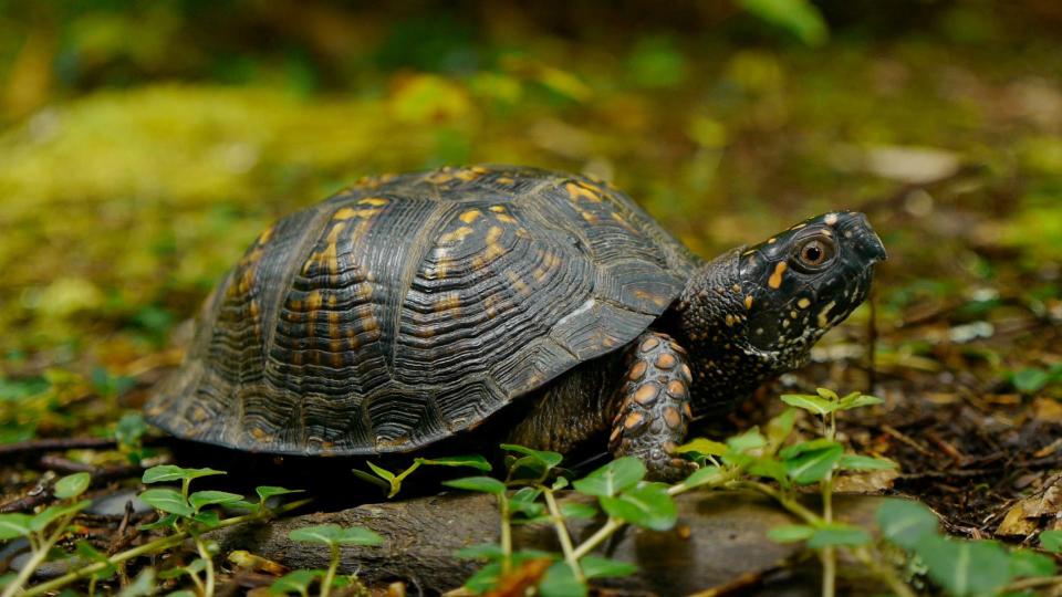 In Great Smoky Mountains National Park, eastern box turtles are most common in woodlands below 4,000 feet. They can be seen on roads during the day, especially after summer rains. They often spend hot, dry periods in creeks and puddles.
