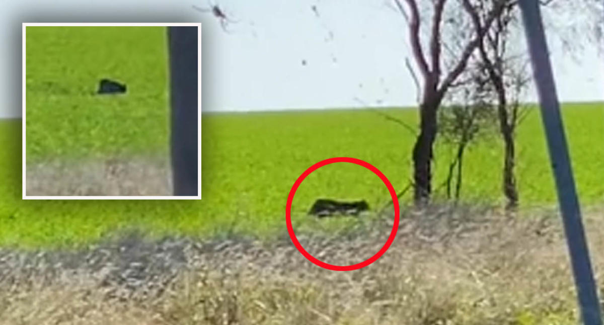 Incredible footage reignites ‘black panther’ theory after sighting on Aussie property