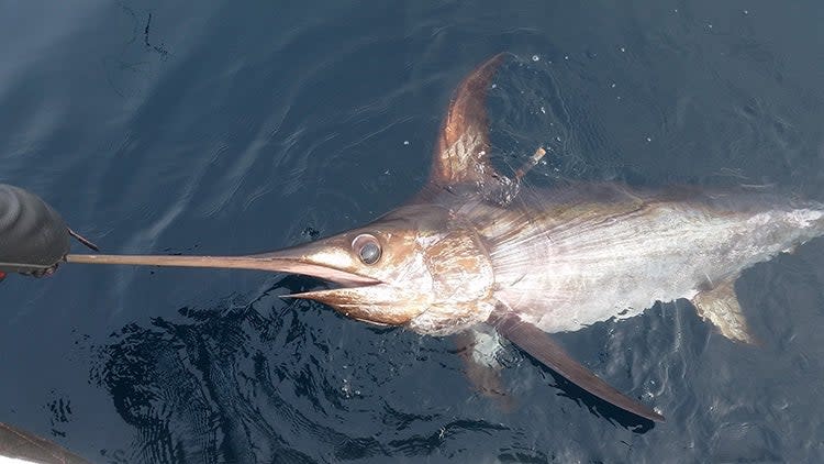 sailfish vs swordifsh 7