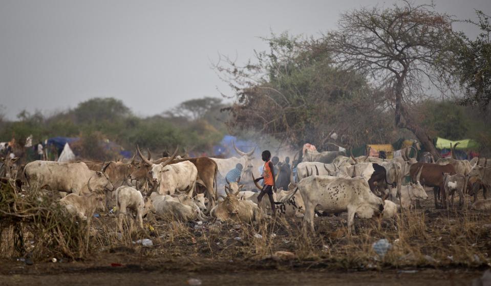 Local residents tend to their livestock in the town of Awerial which has received a sudden influx of thousands of displaced people who fled the recent fighting between government and rebel forces in Bor by boat across the White Nile, in South Sudan Thursday, Jan. 2, 2014. The international Red Cross said Wednesday that the road from Bor to the nearby Awerial area "is lined with thousands of people" waiting for boats so they could cross the Nile River and that the gathering of displaced is "is the largest single identified concentration of displaced people in the country so far". (AP Photo/Ben Curtis)