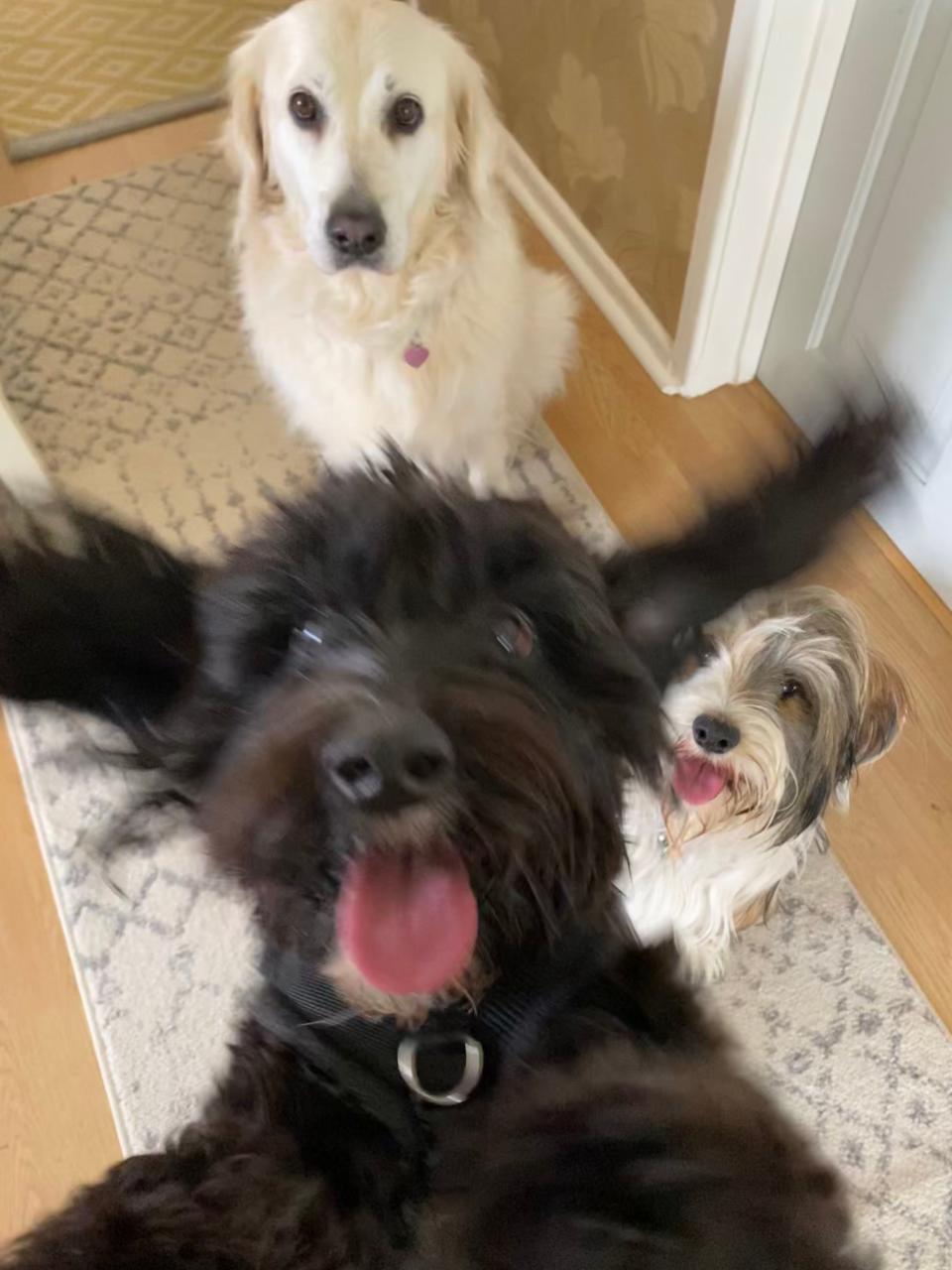 Three dogs, one of which is jumping in front of the camera