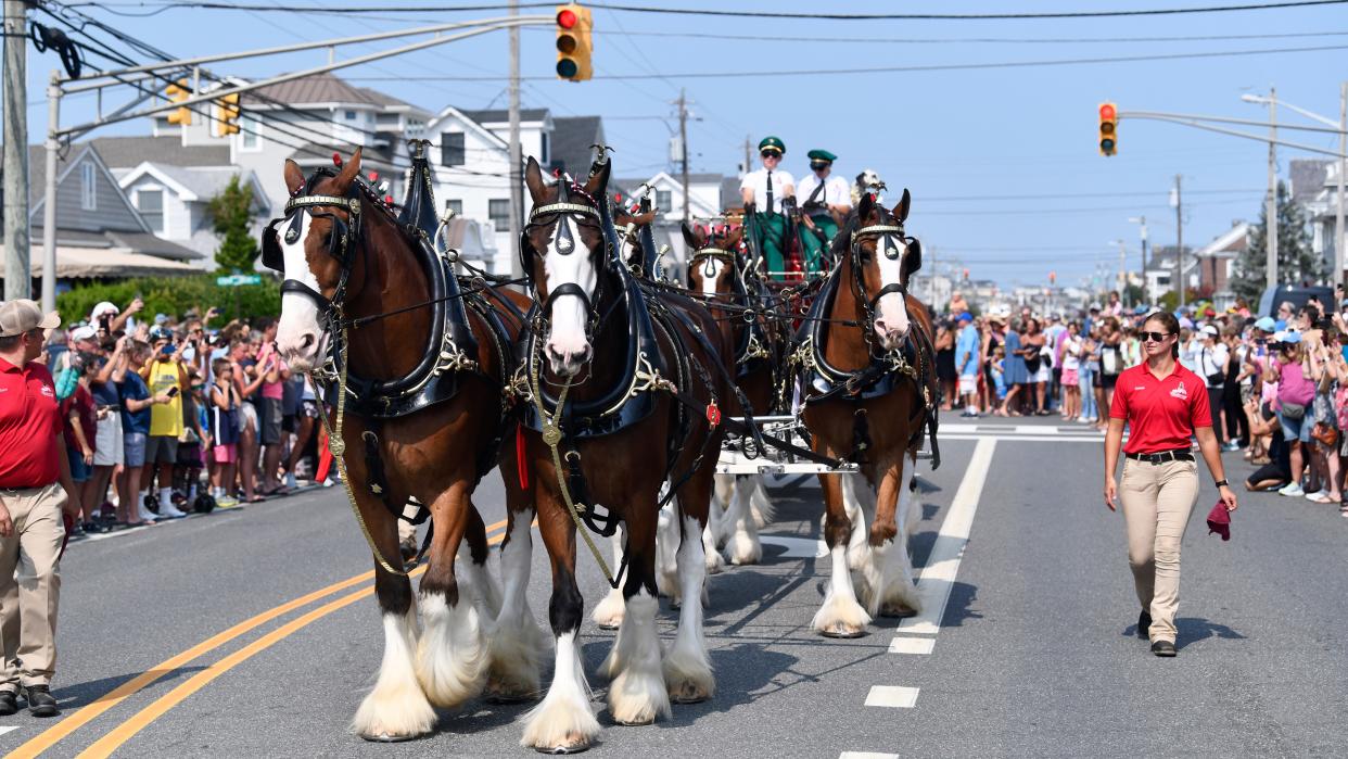 The world-famous Budweiser Clydesdales parade through Margate, NJ on Thursday, August 15, 2024.