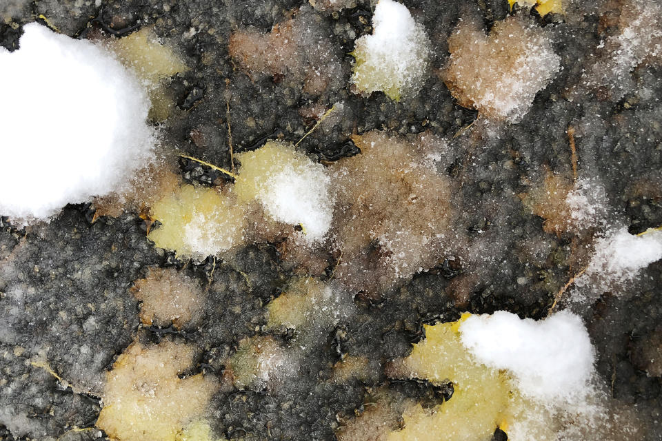 Slushy snow covers leaves in a parking lot during the season's first snowfall, Friday, Oct. 30, 2020, in Marlborough, Mass. (AP Photo/Bill Sikes)
