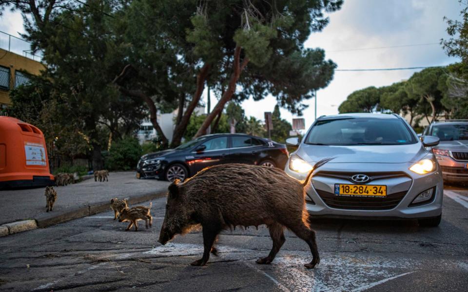 Not a zebra crossing: A sow crosses the road with its litter - DAN BALILTY /EYEVINE 