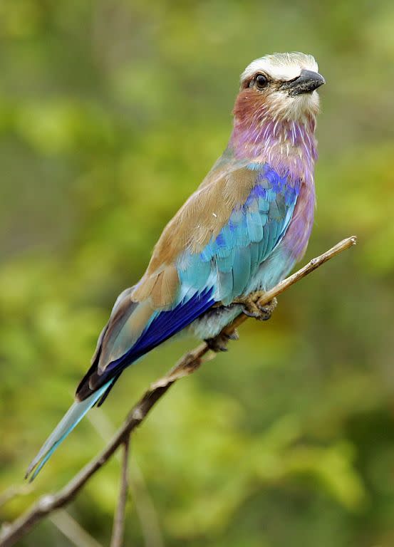 A lilac-breasted roller sits on a branch in Kruger Nartional Park near Hazyview, Mpumalanga, South Africa.