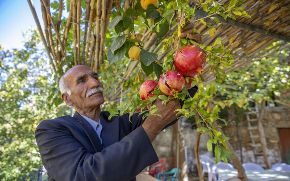 Pomegranates