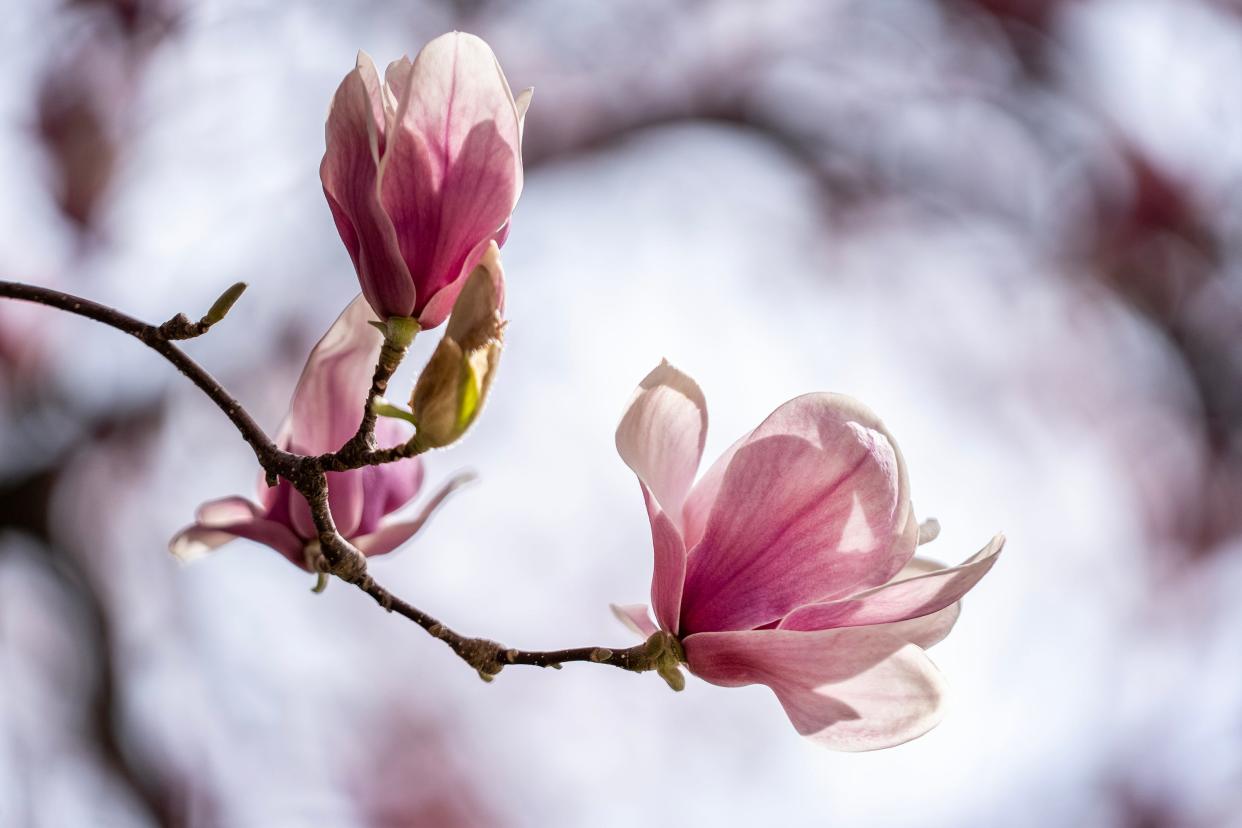 Two Magnolia trees bloom outside of Drake University's Old Main signaling the arrival of Spring weather, on Friday, April 14, 2023, in Des Moines. 