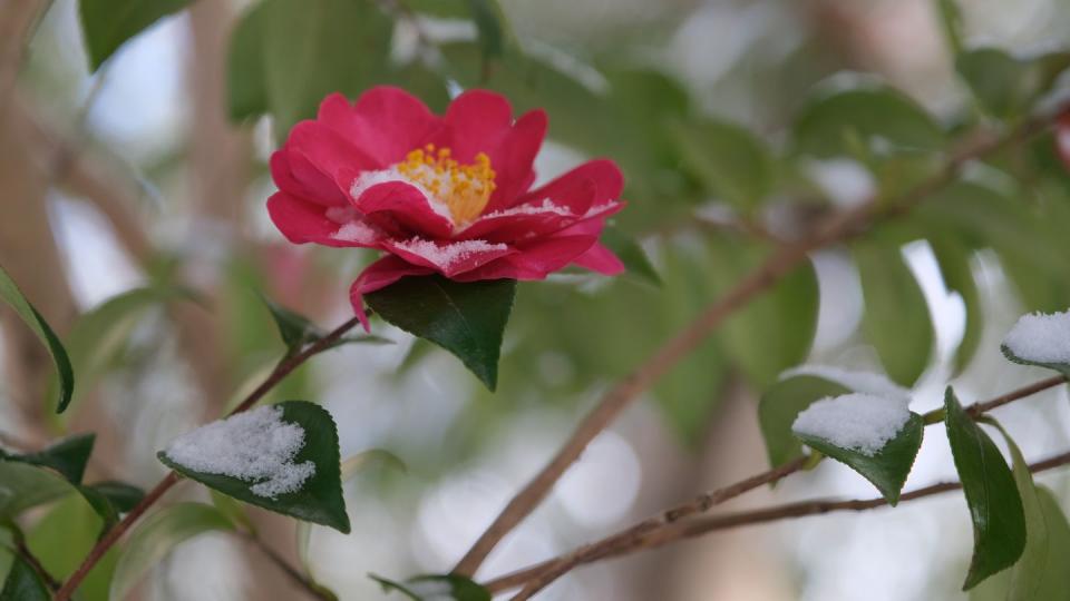 winter flowers camellia