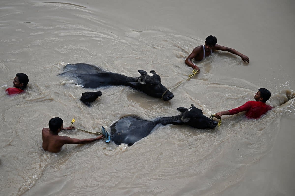  People carry bulls to safety as they wade through the flooded waters of Yamuna River after heavy monsoon rains in New Delhi (AFP/Getty)