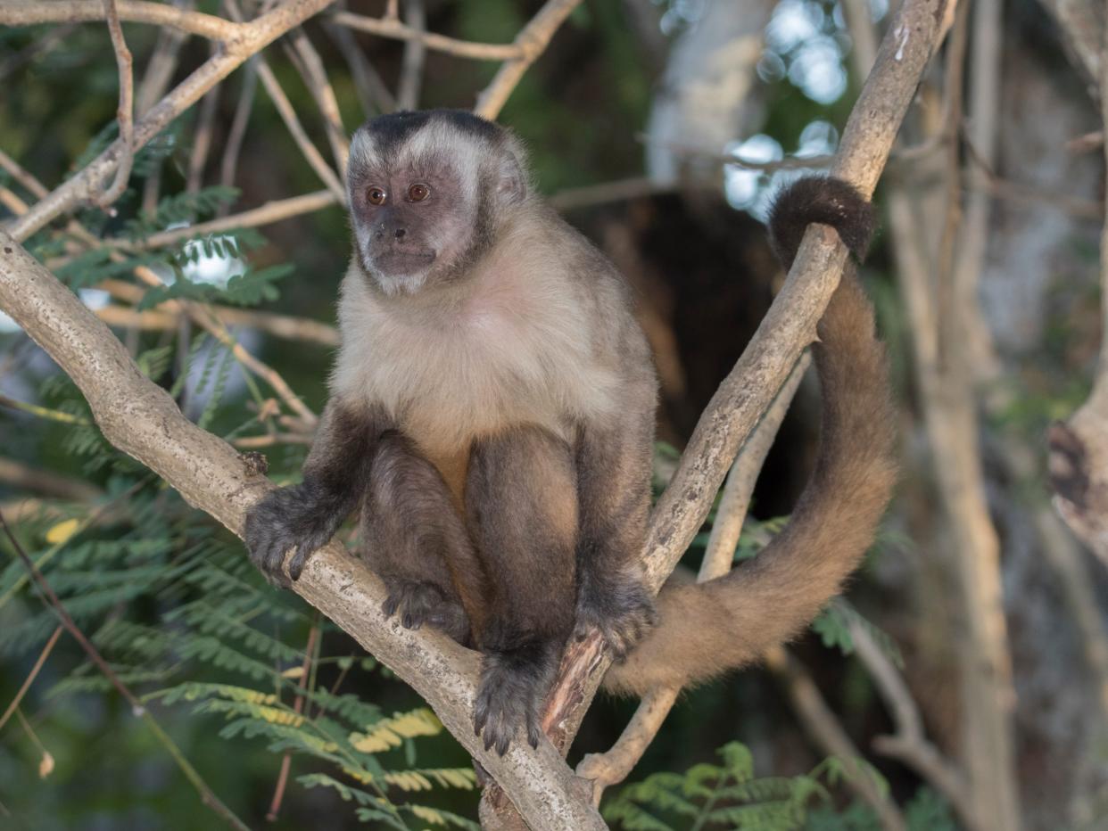 Brown capucin monkey