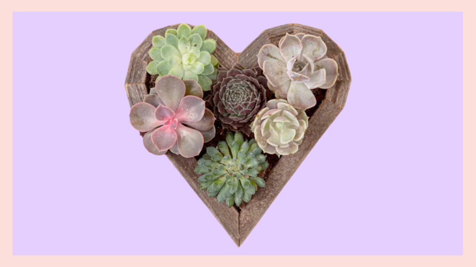 Best plant gifts: Succulent garden