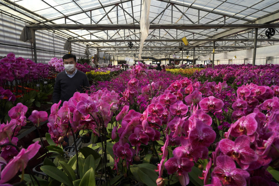 FILE - Pots of Phalaenopsis orchids appear at one of Hong Kong's largest orchid farms located at Hong Kong's rural New Territories on Jan. 14, 2021. Not so long ago, orchids were regarded as rare and exotic. But these days, thanks to new propagation techniques, certain varieties are mass-produced. Moth orchids, or Phalaenopsis, gorgeous but common with sweet patterned faces, are widely sold by supermarkets and other retailers. (AP Photo/Kin Cheung, File)