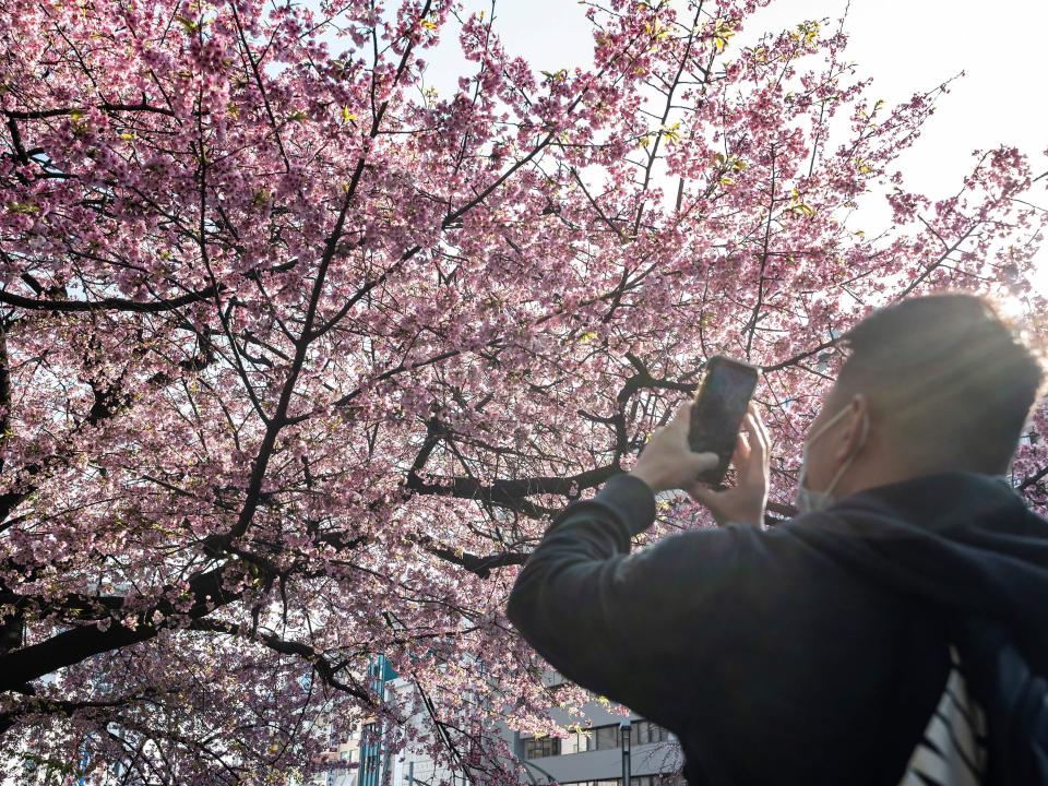 A person takes a photograph of the cherry blossoms in Tokyo, March 2023.