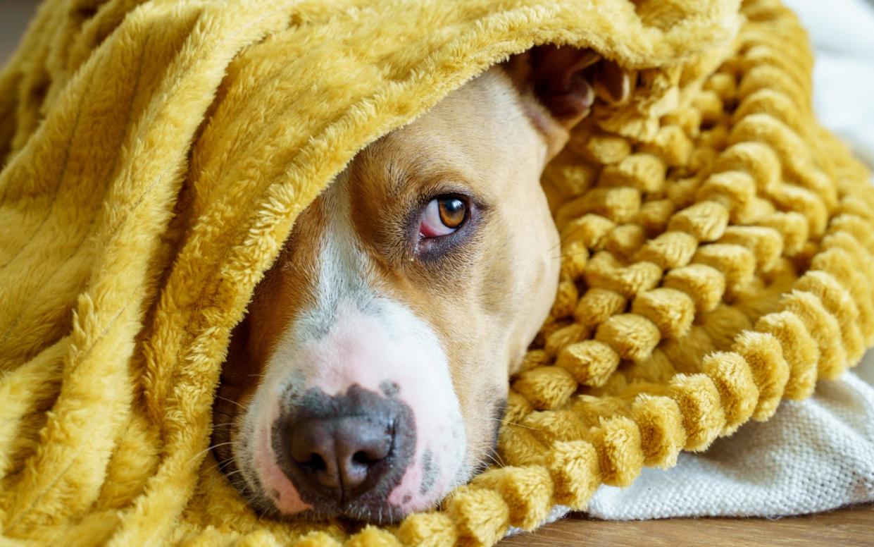 A dog wrapped in a blanket