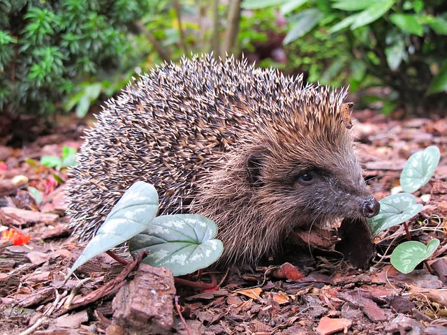 Autumn hedgehog up close and prickly !