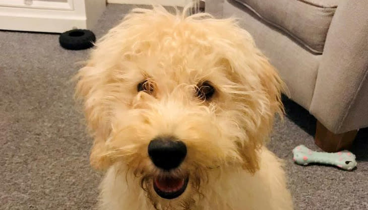 Six-month-old Waffle was stolen from its owner while out on a morning walk in Cornwall. (Devon and Cornwall police/ SWNS)