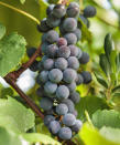 <p> <strong>Hardiness: </strong>USDA 7b/8a </p> <p> <strong>Height:</strong> 26ft (8m)  </p> <p> <strong>Best for: </strong>climbing fruit  </p> <p> The strawberry vine produces bunches of sweet amber-red grapes, suitable for both wine making or eating raw. This vigorous grape is one of the best fast-growing climbing plants, as well as an attractive and fragrant addition to a Mediterranean garden.  </p> <p> Vitis ‘Fragola’ is amongst the most dramatic and fragrant options. The foliage is attractive and turns yellow in autumn. Not everyone has room for a vineyard (ideally sited halfway up a south-facing slope) but most can train a vine to cover a pergola or south-facing wall.  </p>