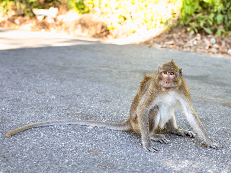 A rhesus Macaque monkey sits on the pavement.