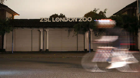 A general view of London Zoo where a gorilla escaped earlier today, London, Britain October 13, 2016. REUTERS/Neil Hall