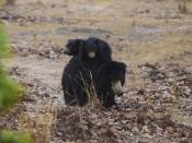 A sloth bear and her cubs in the Sanjay Dubri National Park, Madhya Pradesh.