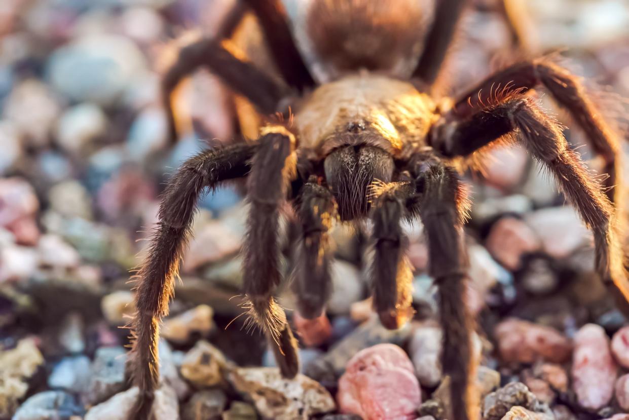 Close-up macro photo of a migrating Tarantula