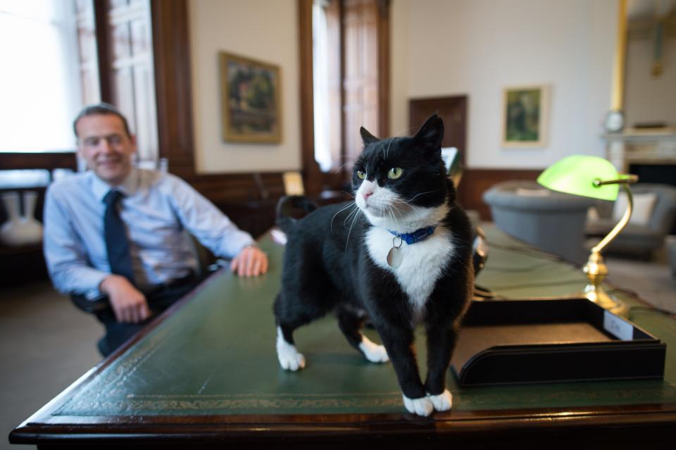 Chief mouser' Palmerston, a rescue cat recruited from Battersea Dogs and Cats Home explores his new surroundings in Permanent Under Secretary, Simon McDonald's office in the Foreign and Commonwealth Office in London.