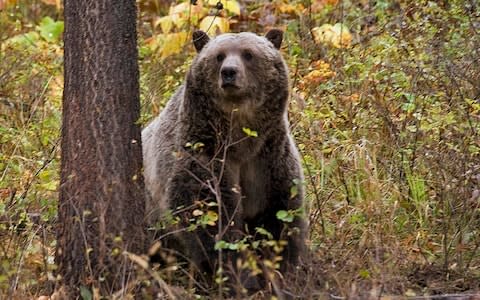 A grizzly bear near Camas in northwestern Montana - Credit: AP
