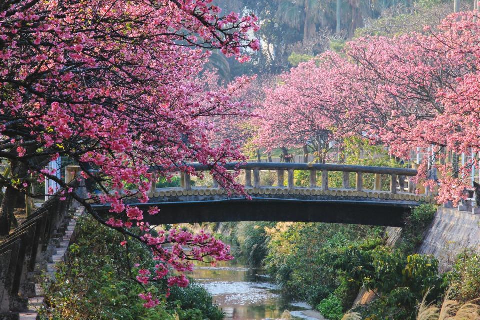 japans earliest cheery blossom in okinawa