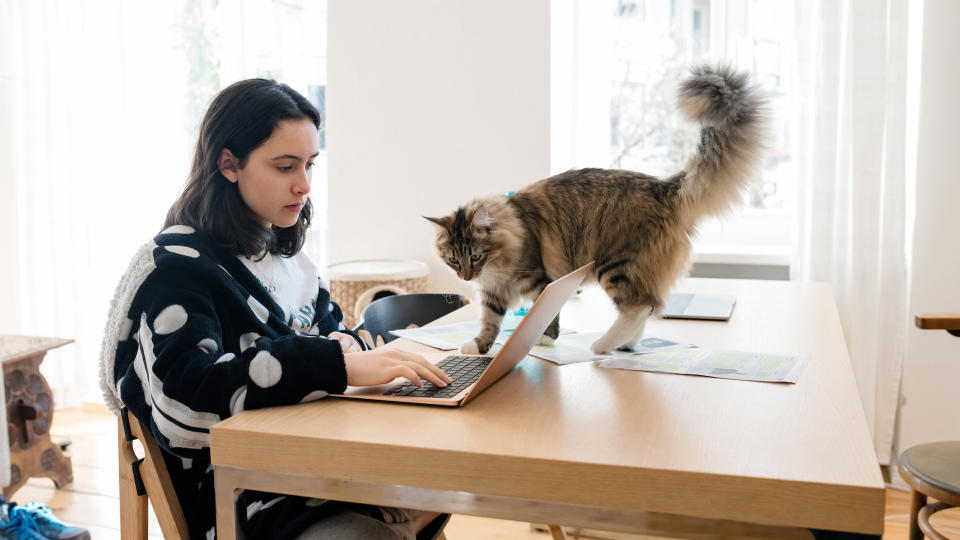 cat distracting girl at laptop