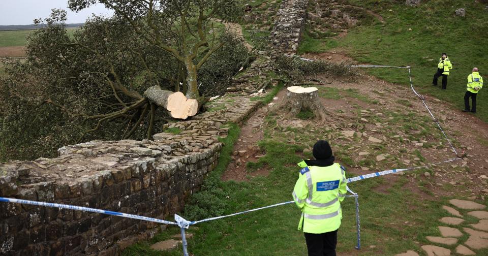 Reports first emerged that the tree had been felled overnight on 27 September (EPA)