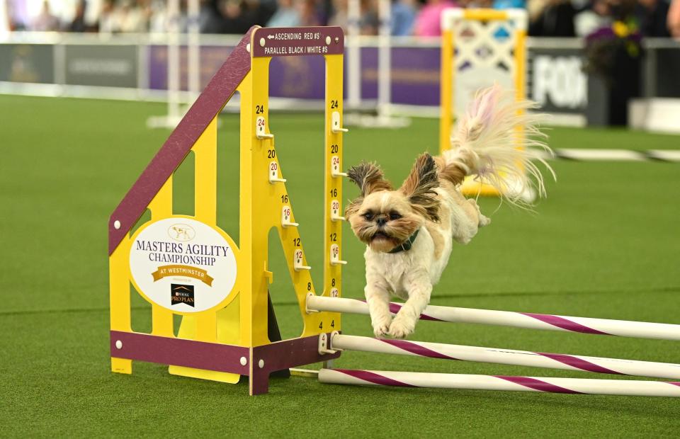 A dog performs in a Master Agility Championship during the 147th Annual Westminster Kennel Club Dog Show Presented by Purina Pro Plan - Canine Celebration Day at Arthur Ashe Stadium on May 06, 2023 in New York City.