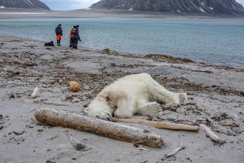 Polar bear killed after attacking cruise ship employee in Norway