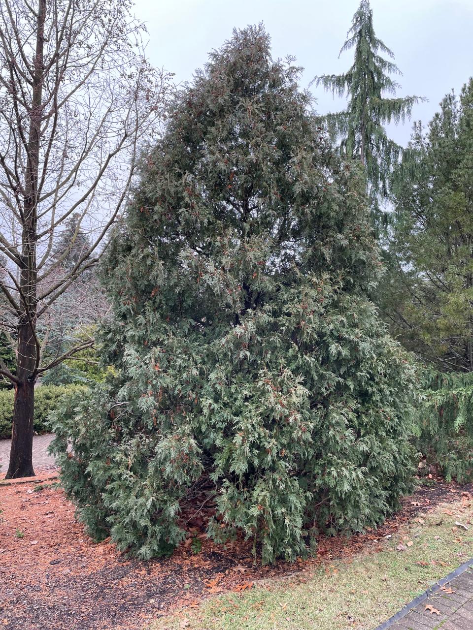 The versatile American arborvitae — Thuja occidentalis