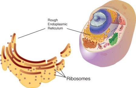 A Spleen Gene-and a Ribosomal Surprise