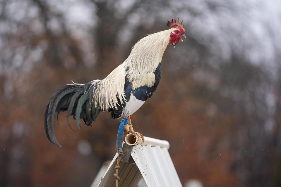 A rooster croaks as it stands on top of its teepee shelter at Troy Farms, Tuesday, Jan. 23, 2024, in Wilson, Okla. Before Oklahoma became one of the last places in the U.S. to outlaw cockfighting in 2002, it wasn't uncommon to see hundreds of spectators packed into small arenas in rural parts of the state to watch roosters, often outfitted with razor-sharp steel blades, fight until a bloody death. (AP Photo/Julio Cortez)