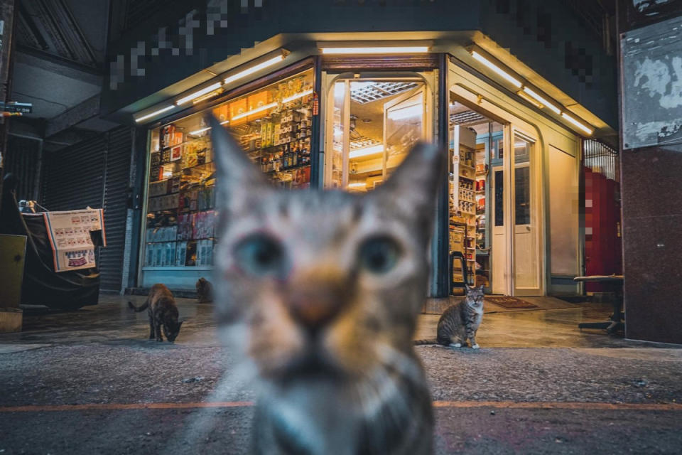 ▲網友在街頭取景時，突然遇見一隻親人虎斑貓亂入搶鏡頭！（圖／IG@oulic.620授權提供）