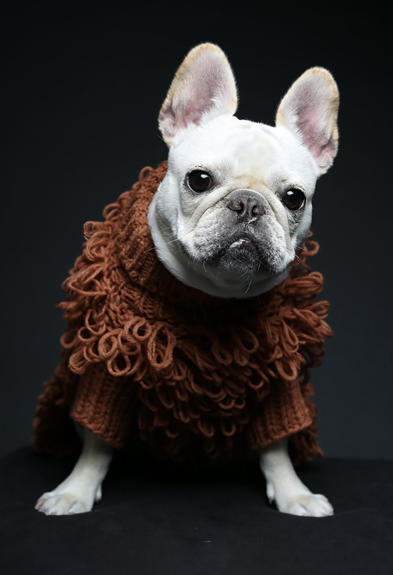 Chewy V Faux Fur Dog Jacket  Luxurious Winter Frenchie Jacket