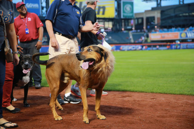 Bark in the Park at Citi Field