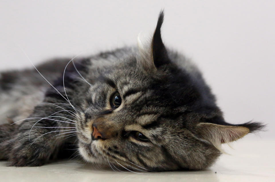 Cat exhibition in Bishkek