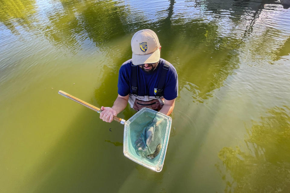 CORRECTS TO 37 INTEAD OF 30 SACRAMENTO PERCH California Fish and Wildlife biologist Matt Lucero releases some of the 37 Sacramento Perch juveniles in Lindo Lake County Park in the Lakeside suburb of San Diego, Friday, Aug. 11, 2023. Lucero brought the fish from Bridgeport reservoir, a picturesque body of water surrounded by snow-capped mountains that has become a bottleneck for the fish's genes because the isolated population cannot migrate. (AP Photo/Julie Watson)