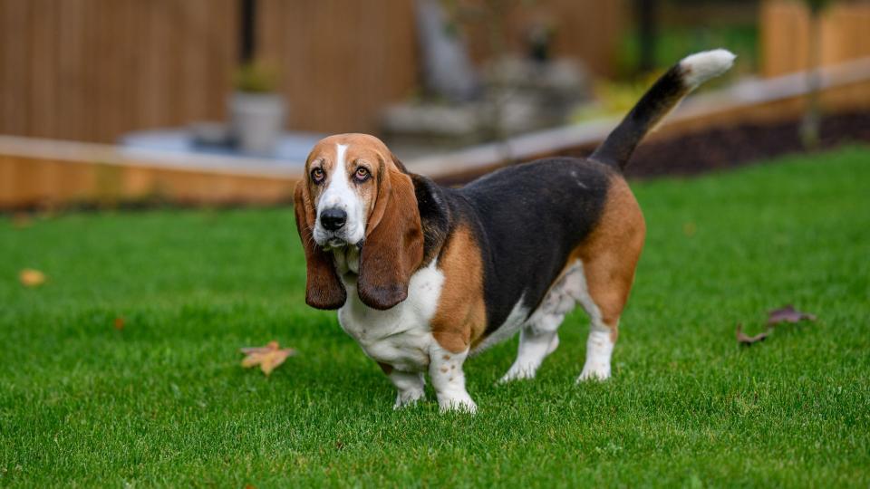 Basset Hound dog in grass