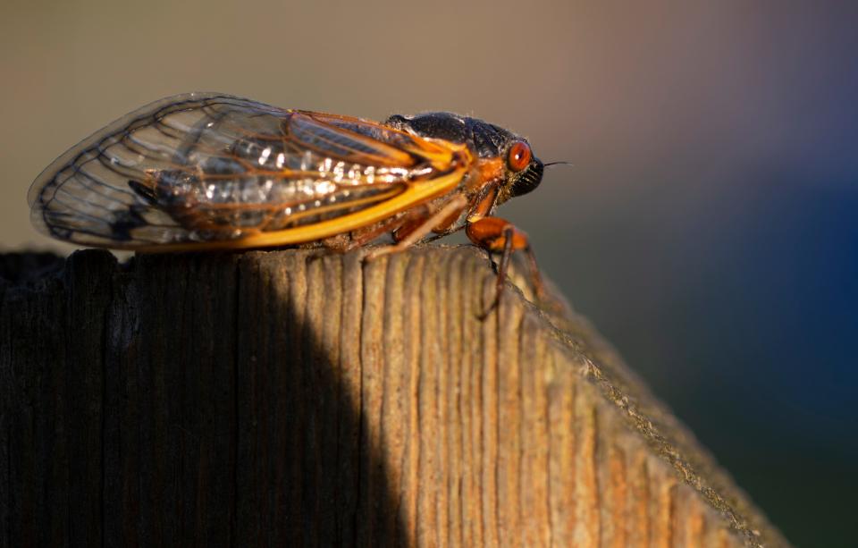 A cicada sits on a fence in Silverton. Brood X is slowly emerging, May 19, 2021. It takes about five days before you'll hear their piercing sound, according to Gene Kritsky, a leading cicada expert and entomologist at Mount St. Joseph University. As millions of cicadas take over our area, keep in mind, they're harmless. 