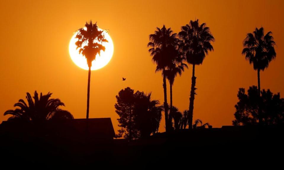 The sun shines over palm trees