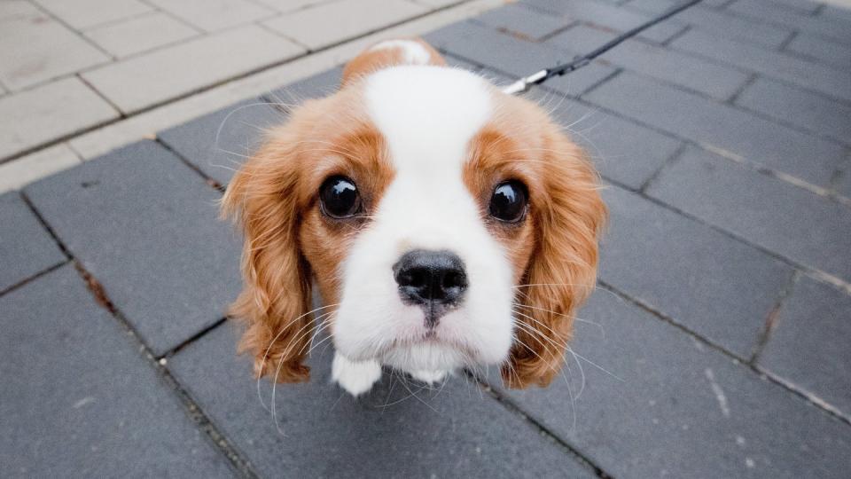 Anders als Wölfe besitzen Hunde einen Muskel, der es ihnen ermöglicht, die inneren Augenbrauen anzuheben - das Gesicht des Tieres wirkt dadurch kindlicher. Foto: Julian Stratenschulte